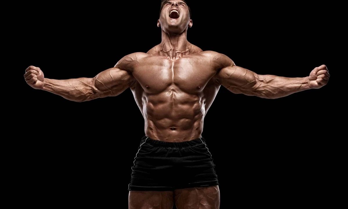 The relationship between testosterone and muscle