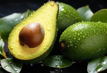 راز طول عمر در یک میوه گرمسیری؛ با خوردن روزانه آووکادو جوان بمانید
